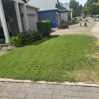 NW Top Landscaping - Before photo: covered in clover and dried out - Landscaping Near Me NW Top Landscaping - Before photo: covered in clover and dried out - Landscaping Near Me