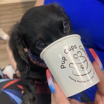 Pup Cups Coffee - Happy Independence Day pup cup - Coffee & Tea Near Me - West Jordan, Utah Pup Cups Coffee - Happy Independence Day pup cup - Coffee & Tea Near Me - West Jordan, Utah