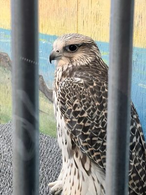 The Peregrine Fund's World Center For Birds of Prey by null