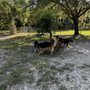 Photo of Mount D.O.R.A Dog Park