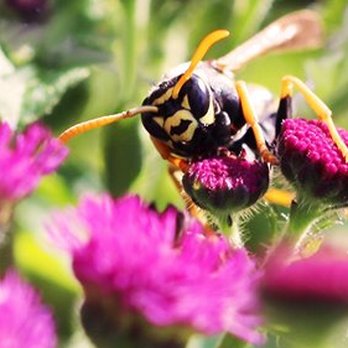 Budget Pest Control - 5 - Pest Control Near Me - Pittsburgh, Pennsylvania Budget Pest Control - 5 - Pest Control Near Me - Pittsburgh, Pennsylvania