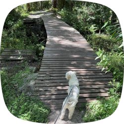 Shingle Creek Trail