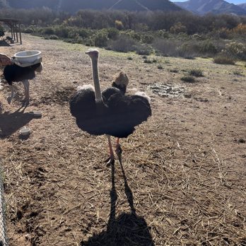 Ostrichland USA - Ostrich - Attraction Farms Near Me - Solvang, California Ostrichland USA - Ostrich - Attraction Farms Near Me - Solvang, California