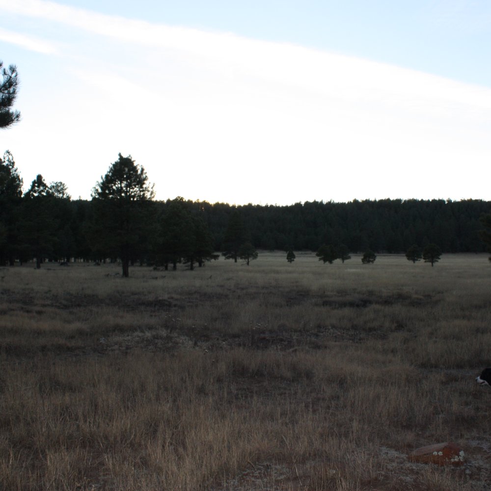 Coconino National Forest - Public Services & Government Near Me - Flagstaff, Arizona Coconino National Forest - Public Services & Government Near Me - Flagstaff, Arizona