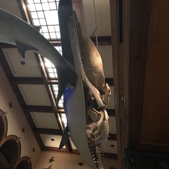 Bishop Museum - Museums Near Me - Honolulu, Hawaii