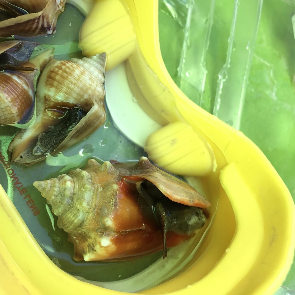 We stepped on these little friends. Make sure to put them back if alive. We stepped on these little friends. Make sure to put them back if alive.