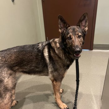 Parkway Animal Center - Coco waiting patiently for the vet to return with more treats - Pet Groomers Near Me - Fairfield, California