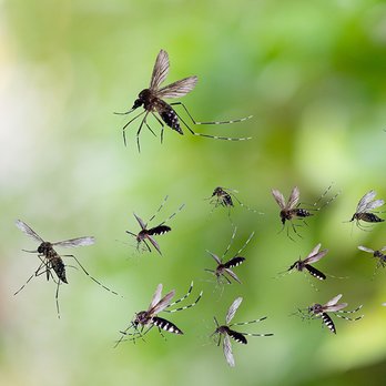 Modern Pest Services - Swarm of mosquitos in flight - Pest Control Near Me - Brunswick, Maine Modern Pest Services - Swarm of mosquitos in flight - Pest Control Near Me - Brunswick, Maine