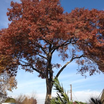TLC Tree Expert - Tree Services Near Me - Mesquite, Texas TLC Tree Expert - Tree Services Near Me - Mesquite, Texas
