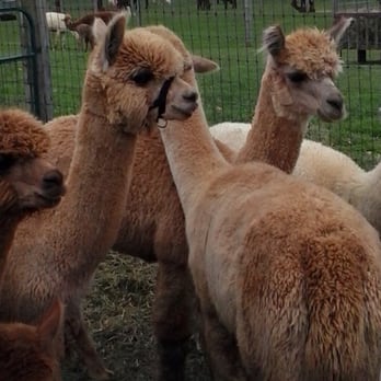 Eastland Alpacas - Ranches Near Me - Mount Joy, Pennsylvania Eastland Alpacas - Ranches Near Me - Mount Joy, Pennsylvania