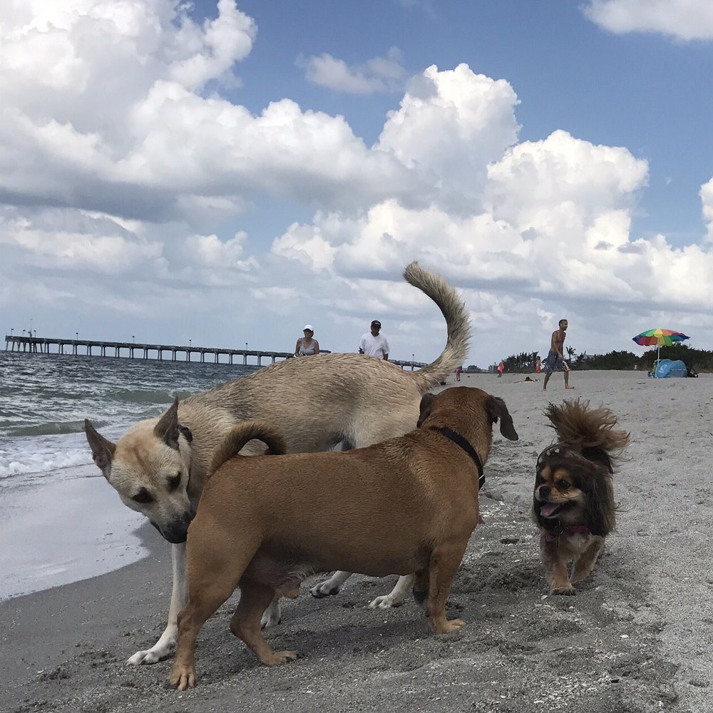 Top 10 Best Off Leash Dog Beaches near Punta Gorda, FL Last Updated