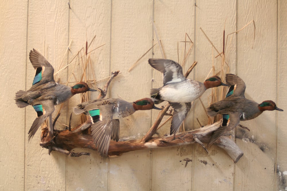 MINNESOTA VALLEY TAXIDERMY Updated August 2024 614 E Camp St, Ely