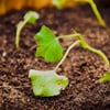 Yard to Table Gardens gift card