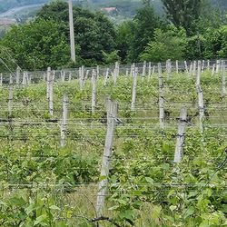 Azienda Agricola La Mancina di Zanetti & Marcaccini - Grape Fields