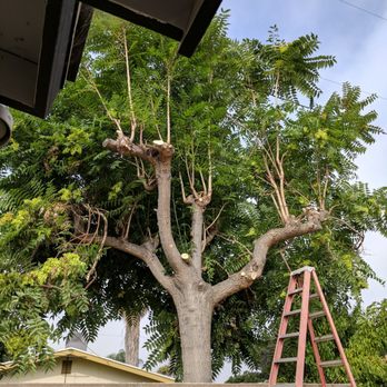 Elenes Tree Service - Feels good to see this sucker cut back. - Tree Services Near Me - Rialto, California