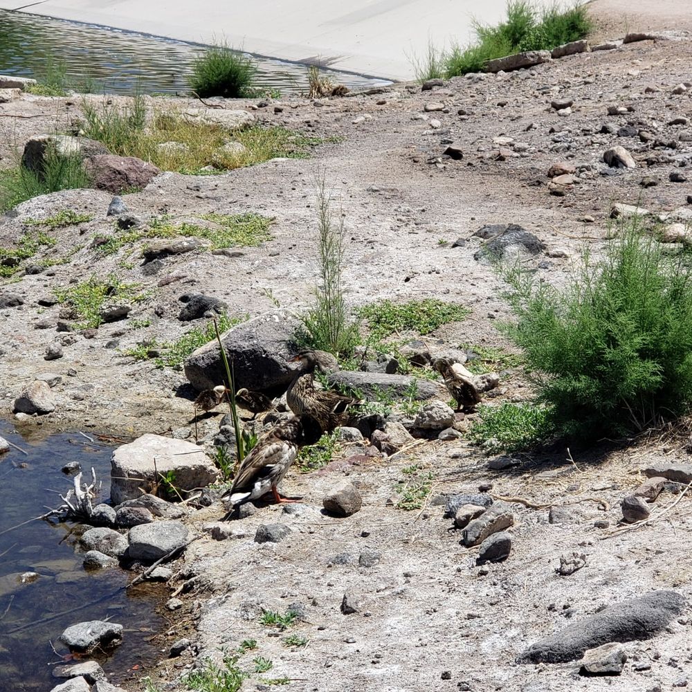 Cornerstone Park - Ducks - Lakes Near Me - Henderson, Nevada