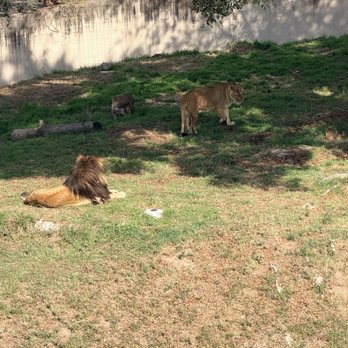 Zoológico - Zoos Near Me - Guadalajara, JAL Zoológico - Zoos Near Me - Guadalajara, JAL