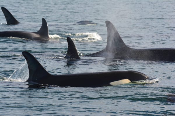 Steveston Seabreeze Adventures Vancouver by null