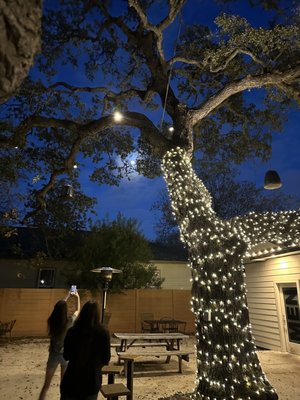 Finley's Round Rock by null