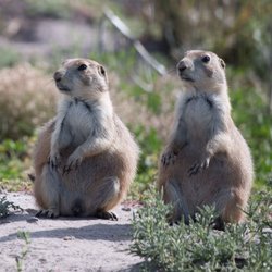 Fort Niobrara National Wildlife Refuge - Prairie Dog Pair