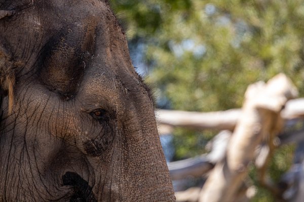 San Diego Zoo by null