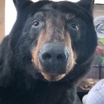 Southeastern Wildlife Exposition - Bear! - Festivals Near Me - Charleston, South Carolina Southeastern Wildlife Exposition - Bear! - Festivals Near Me - Charleston, South Carolina