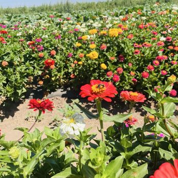 Dutch Hollow Farms - Another bee getting his pollen - Pick Your Own Farms Near Me - Modesto, California Dutch Hollow Farms - Another bee getting his pollen - Pick Your Own Farms Near Me - Modesto, California