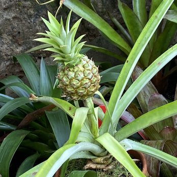 Lincoln Park Conservatory - Parks Near Me - Chicago, Illinois Lincoln Park Conservatory - Parks Near Me - Chicago, Illinois
