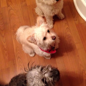 Paradise Pet Salon & Spa - They love pet paradise! - Pet Groomers Near Me - Chicago, Illinois Paradise Pet Salon & Spa - They love pet paradise! - Pet Groomers Near Me - Chicago, Illinois