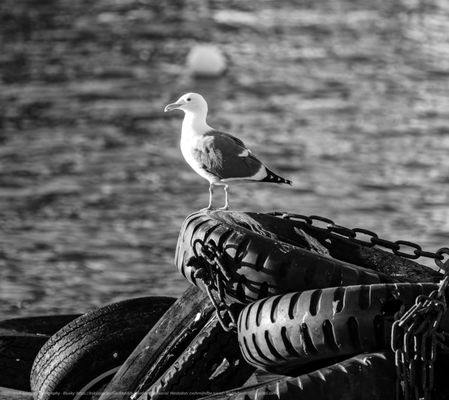 USS Hornet - Sea, Air and Space Museum by null