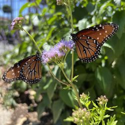 Vivero Growers Nursery - Gregg's Mistflower- Texas native perennial