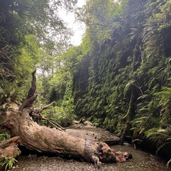 Fern Canyon Trailhead - Fern Canyon - Parks Near Me