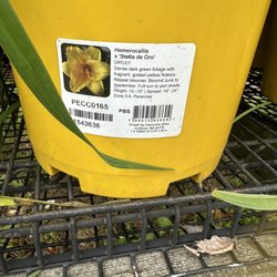 Fran's Flowers