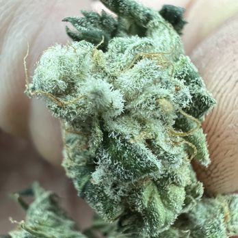 I Love Growing Marijuana - Bruce Banner - Nurseries & Gardening Near Me - Modesto, California I Love Growing Marijuana - Bruce Banner - Nurseries & Gardening Near Me - Modesto, California