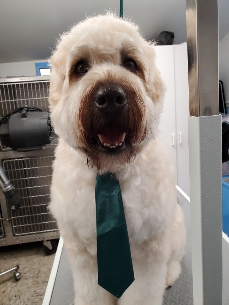 MERRYALL KENNELS Updated August 2024 69 Photos 83 Merryall Rd, New Milford, Connecticut