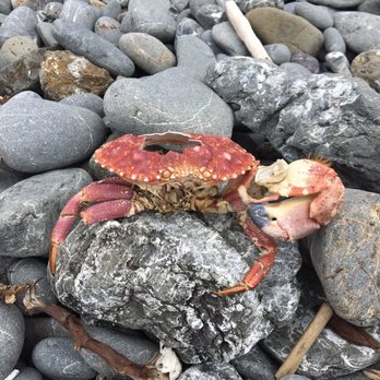 Belinda Point Coastal Trail - Little red crab didn't make it - Fishing Near Me Belinda Point Coastal Trail - Little red crab didn't make it - Fishing Near Me