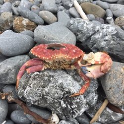 Belinda Point Coastal Trail - Little red crab didn't make it