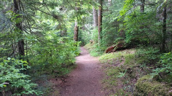 Gifford Pinchot National Forest by null