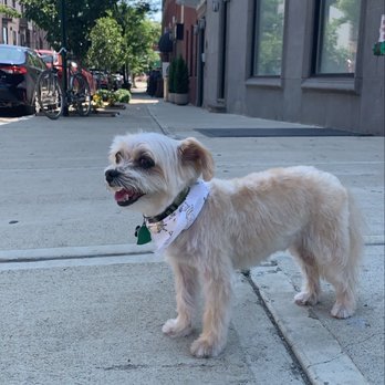 Animal Loving Care - Pet Sitting Near Me - Brooklyn, New York Animal Loving Care - Pet Sitting Near Me - Brooklyn, New York