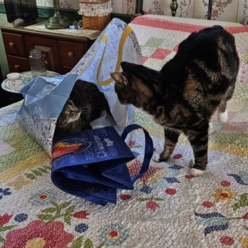 Doggy Dao & Cat's Meow - Pet Stores Near Me - Hellertown, Pennsylvania Doggy Dao & Cat's Meow - Pet Stores Near Me - Hellertown, Pennsylvania