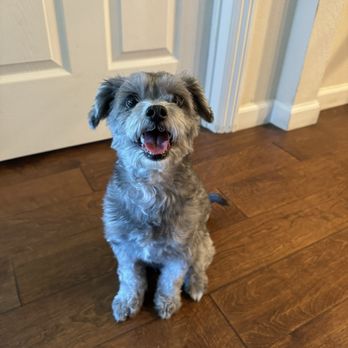 The Pet Walks - Pet Boarding Near Me - Pinole, California The Pet Walks - Pet Boarding Near Me - Pinole, California