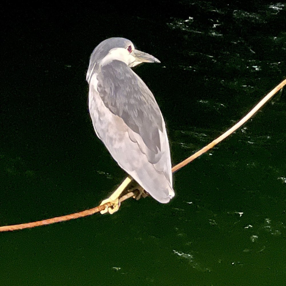 Black-crowned night-heron friend fishing from the pier Black-crowned night-heron friend fishing from the pier