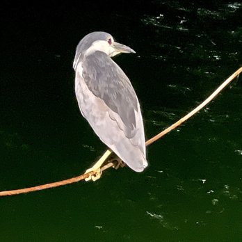 Bradenton Beach City Pier - Black-crowned night-heron friend fishing from the pier - Boating Near Me - Bradenton Beach, Florida