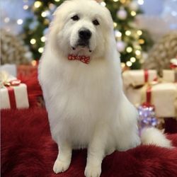 Claudettes Creative Clippin's - Great Pyrenees