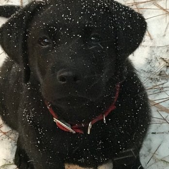 Zona Labradors - First snow! - Pet Breeders Near Me Zona Labradors - First snow! - Pet Breeders Near Me