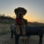 Photo of Venturing Pack Dog Services