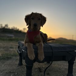 Venturing Pack Dog Services - Penny training with Kathryn