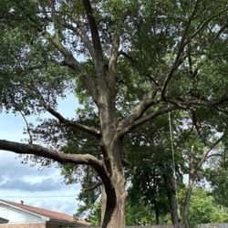 Lowry Tree Service