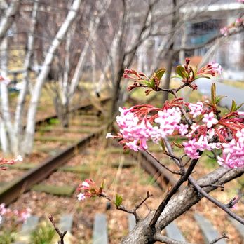 My NY Tours - Early Springtime Pink Dawn Viburnum Blooms-High Line Park-Chelsea-NYC - Walking Tours Near Me - New York, New York My NY Tours - Early Springtime Pink Dawn Viburnum Blooms-High Line Park-Chelsea-NYC - Walking Tours Near Me - New York, New York