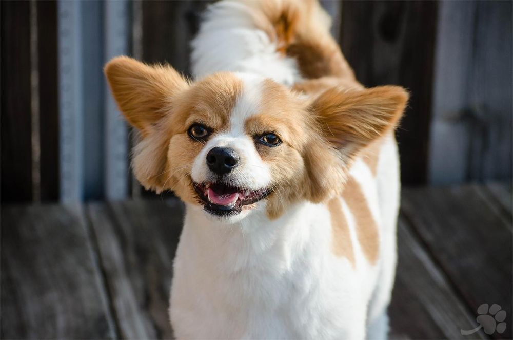 LUCKY DOG DAYCARE Updated September 2024 2624 Wilmington Pike